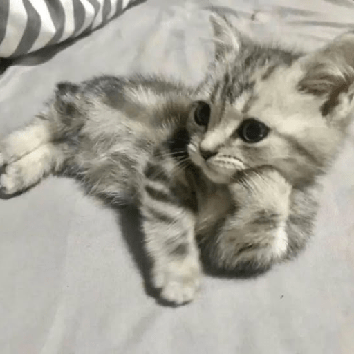 Gatitos 🤭 4