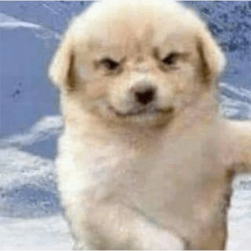 🦴🐶 Perros Funny Random 🐾🐶 1