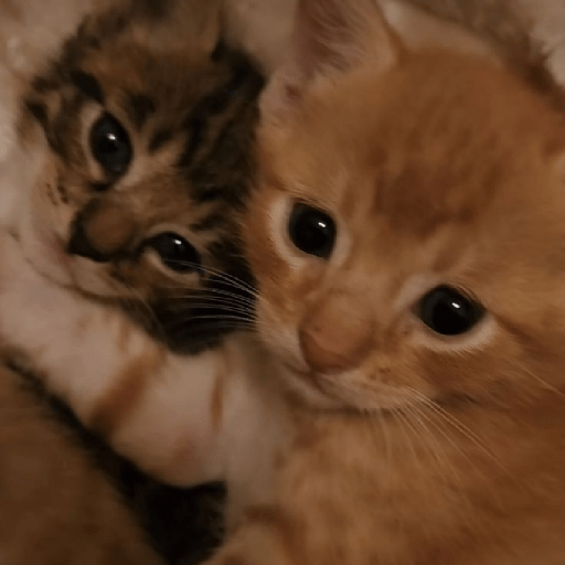 Michis bebes 🥺 6