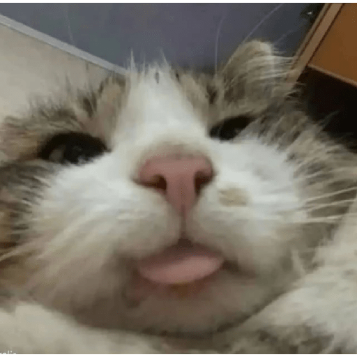 Memes de gatos 5 20