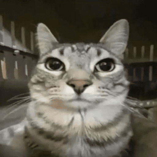 Animais julgando 4