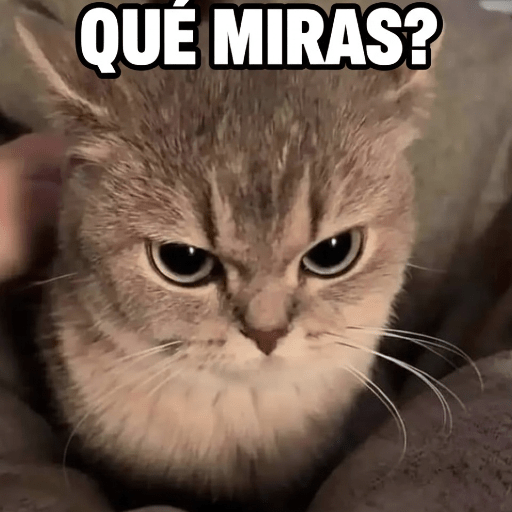 Gatitos frases 😺 3