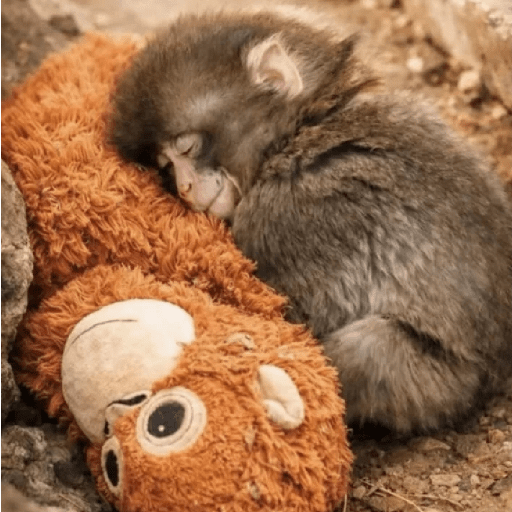 🧿Punch monito bebe🦧🐒 4