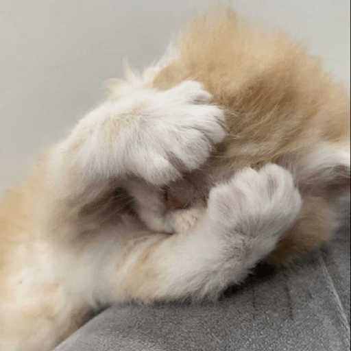 Gatitos 😽 5