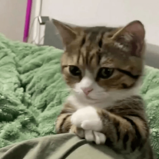 Gatitos 😽 1