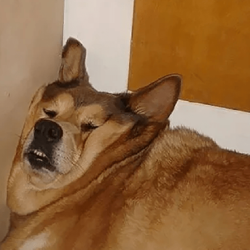 🐕 PERROS RANDOM 🐾🏡 12
