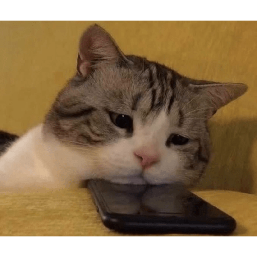 Gatitos mood 💕 8