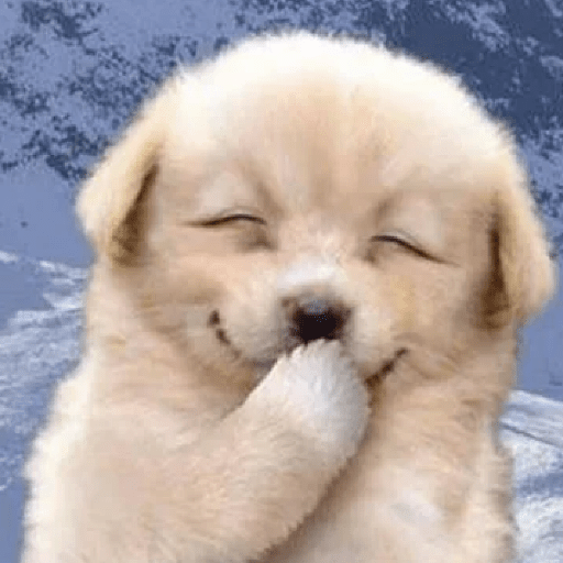 🐕 PERROS RANDOM FUNNY 2🤣 12