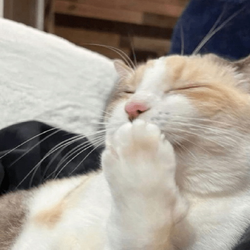 Gatitos 😽 4