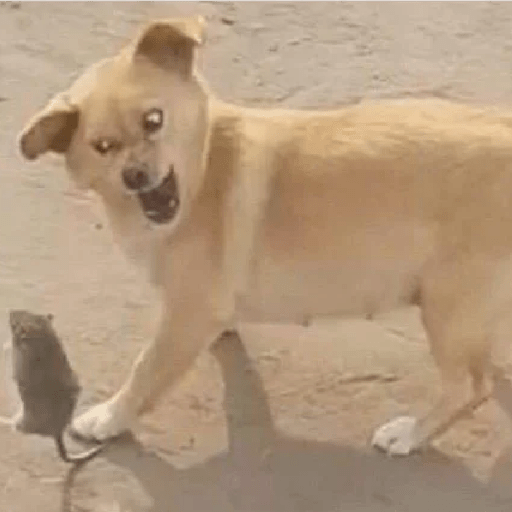 🐕 PERROS RANDOM 🐾🏡 11