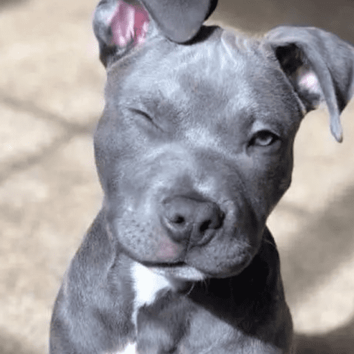 Dog  16