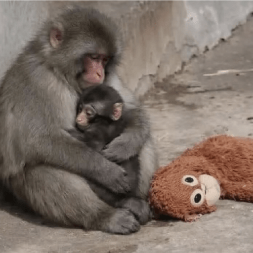 🧿Punch monito bebe🦧🐒 6
