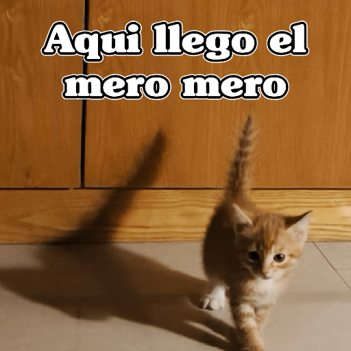 🧿Dilo con Michis3🐱 11