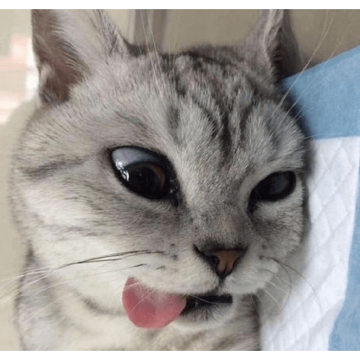 Gatitos mood 💕 4