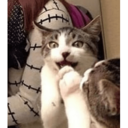 Memes de gatos 5 16