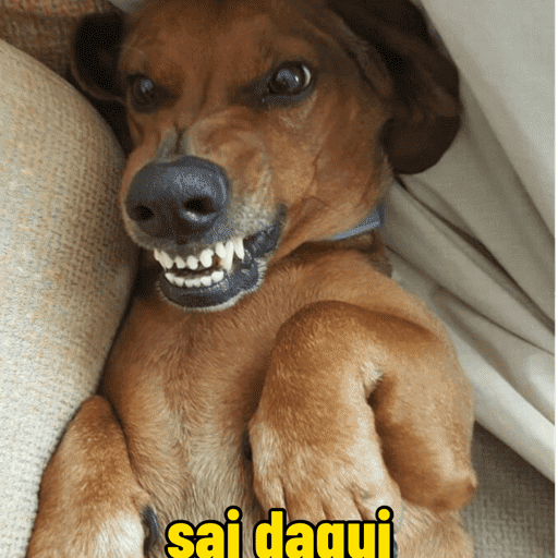 Oi, posso falar 13