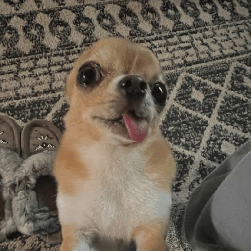 Chihuahua 😜 5