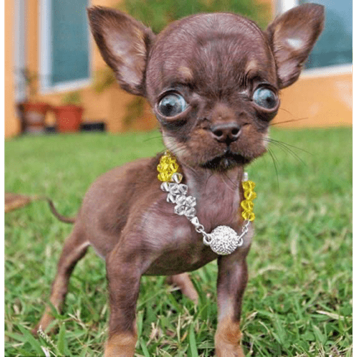 Dog  13