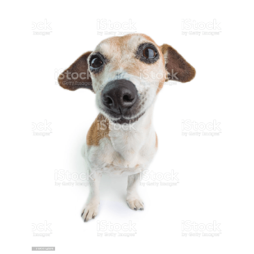 Timmy el perro 13