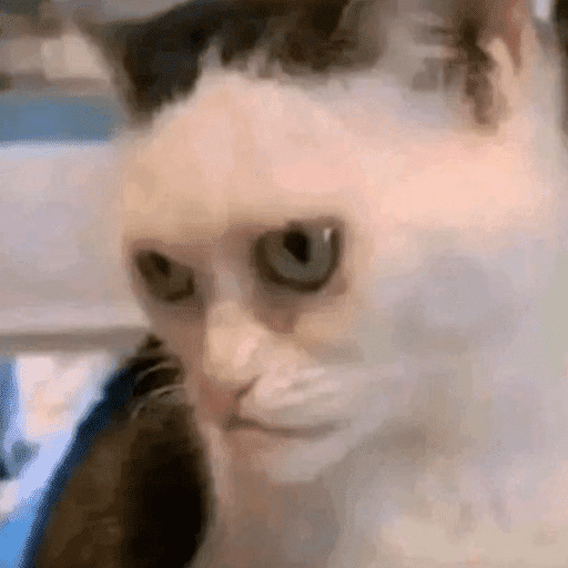 Gatos engraçados  15