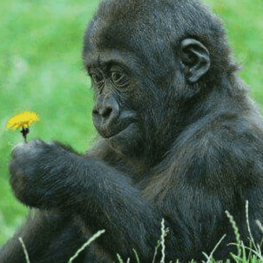 Macaco 5