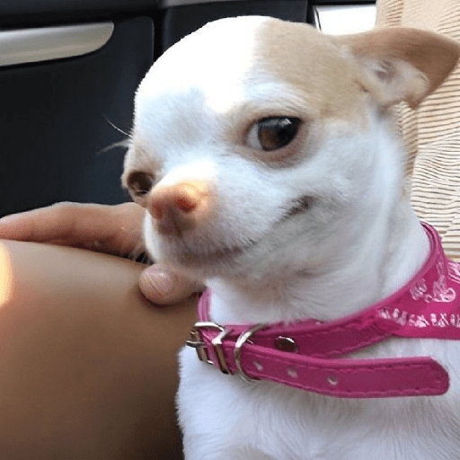 Chihuahua 😜 2