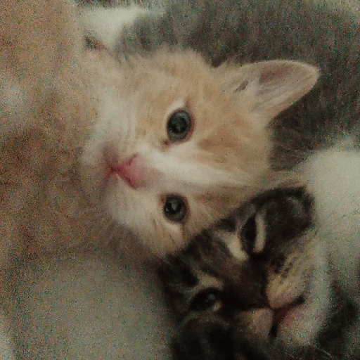 Michis bebes 🥺 4