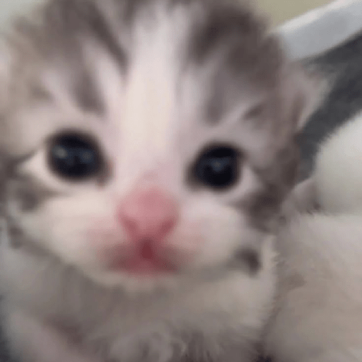 Gatitos 🤭 9
