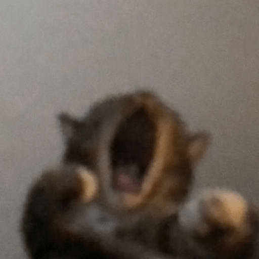 Gatitos 😽 3
