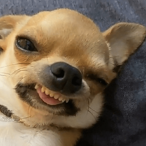 Chihuahua 😜 6