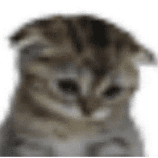 Animais julgando 3