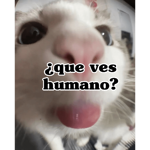 Gatitos frases 😺 8