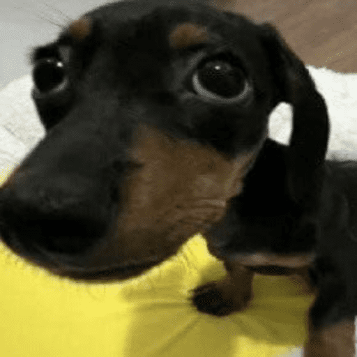 Animais julgando 6
