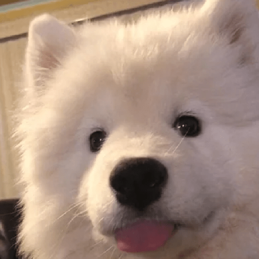 🐕 PERROS RANDOM FUNNY 2🤣 14