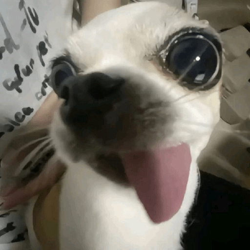 Chihuahua 😜 4