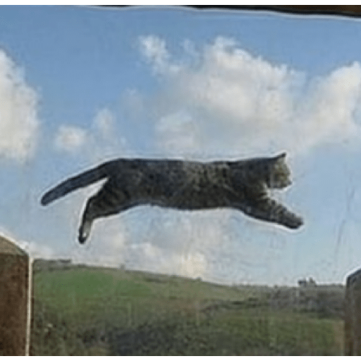 Memes de gatos 5 17