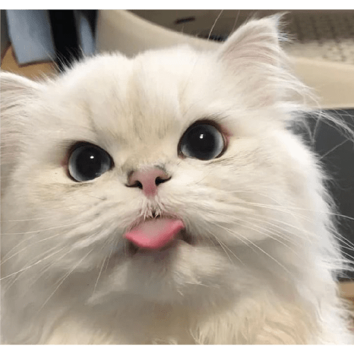 Gatitos mood 💕 5