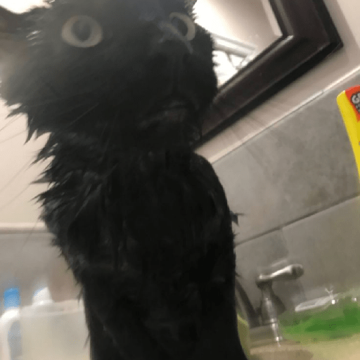 Gatos negro 🖤 2