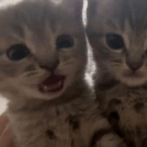 Michis bebes 🥺 3