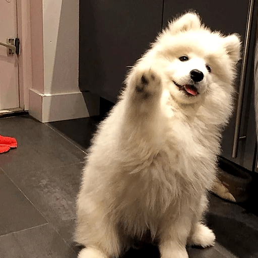🐕 PERROS RANDOM FUNNY 2🤣 10