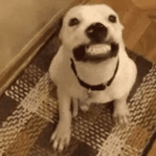 Memes cachorros 6