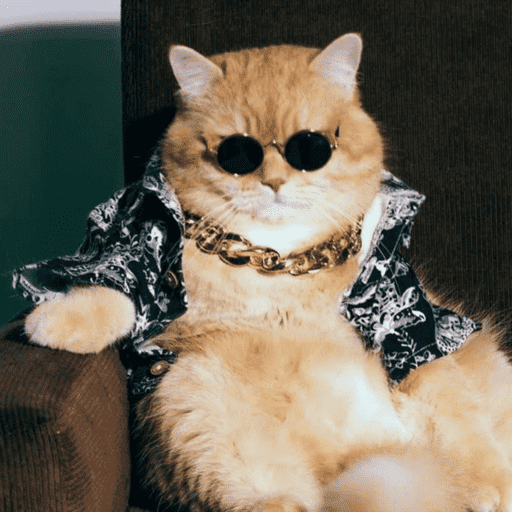 Gato reações  10