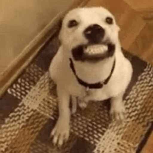 Perritos 😅 3
