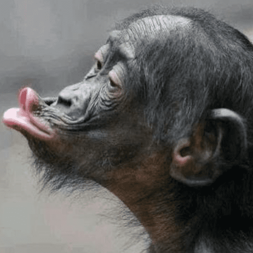 Macaco 7