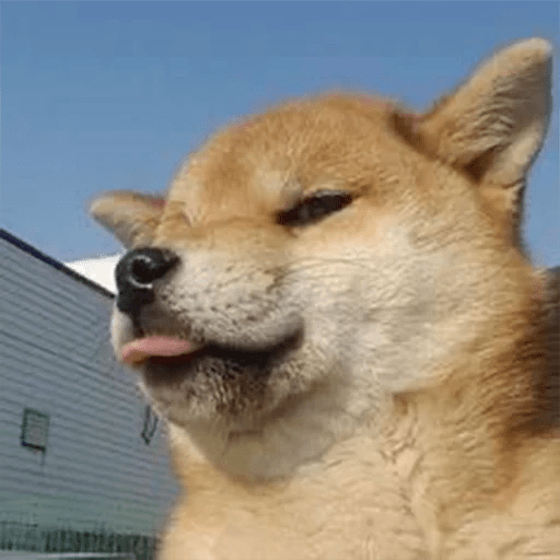 🐕 PERROS RANDOM 🐾🏡 5