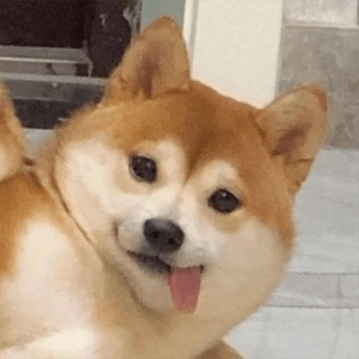 🐕 PERROS RANDOM 🐾🏡 9