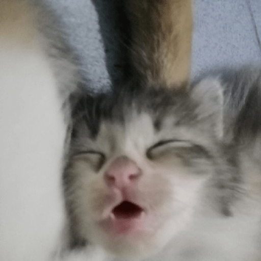 Gatitos 🤭 6