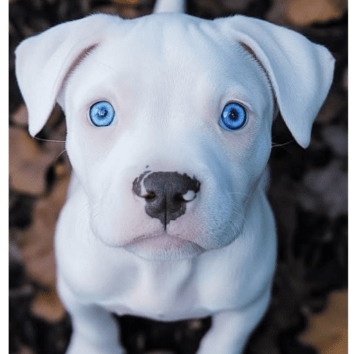 Dog  15