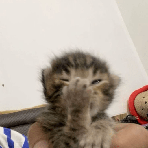 Gatitos 🤭 7