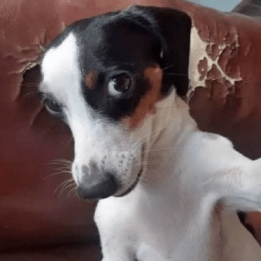 Perritos 🤭 6